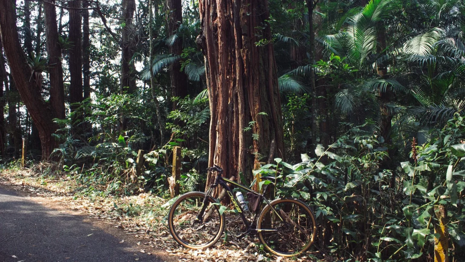 Vélo dans un environnement naturel pour illustrer le complément trail et vélo de route