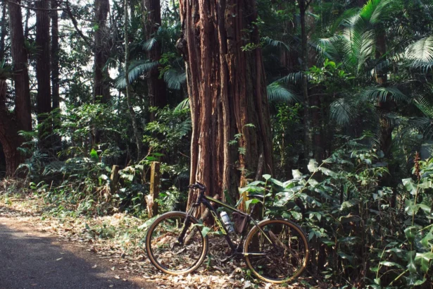 Vélo dans un environnement naturel pour illustrer le complément trail et vélo de route